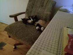 Lost Female Cat last seen Thomson cove , Clyde, NC 28721