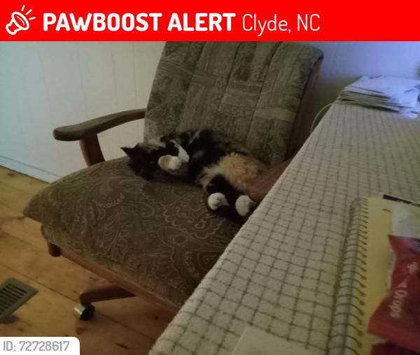 Lost Female Cat last seen Thomson cove , Clyde, NC 28721