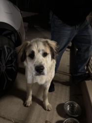 Found/Stray Male Dog last seen Coors and powers way , Albuquerque, NM 87121