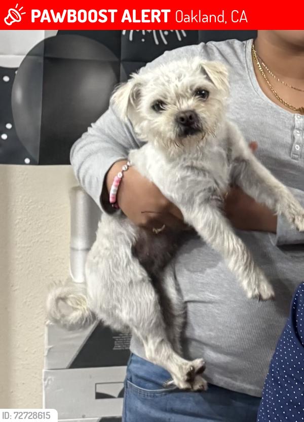 Lost Female Dog last seen Ygnacio and 51st Ace , Oakland, CA 94601