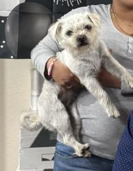 Lost Female Dog last seen Ygnacio and 51st Ace , Oakland, CA 94601
