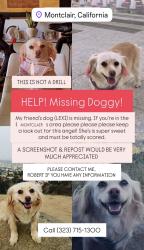 Lost Female Dog last seen Near camarena st, Montclair, Montclair, CA 91763