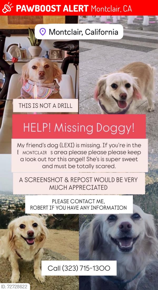Lost Female Dog last seen Near camarena st, Montclair, Montclair, CA 91763