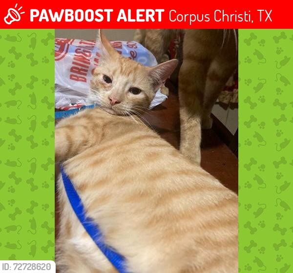 Lost Male Cat last seen Tarlton st and port ave, Corpus Christi, TX 78416