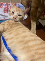 Lost Male Cat last seen Tarlton st and port ave, Corpus Christi, TX 78416