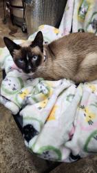 Lost Female Cat last seen Farquhar Pk, 898 12th St, Huntington Beach, CA 92648, Huntington Beach, CA 92648