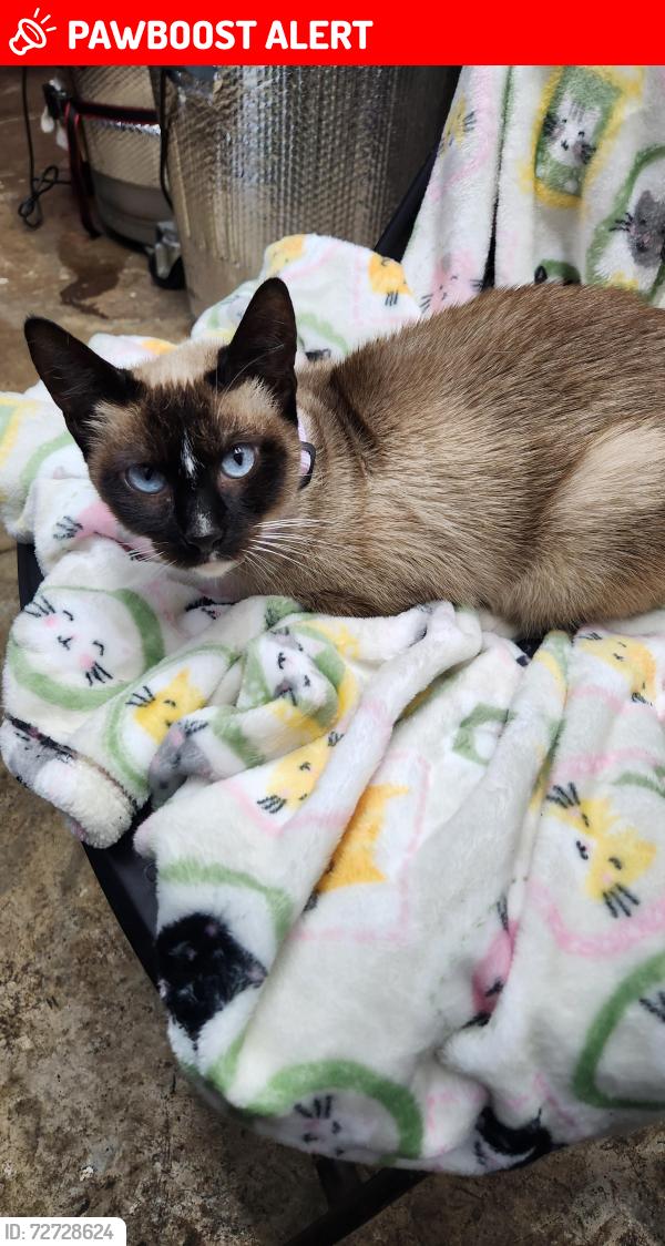 Lost Female Cat last seen Farquhar Pk, 898 12th St, Huntington Beach, CA 92648, Huntington Beach, CA 92648