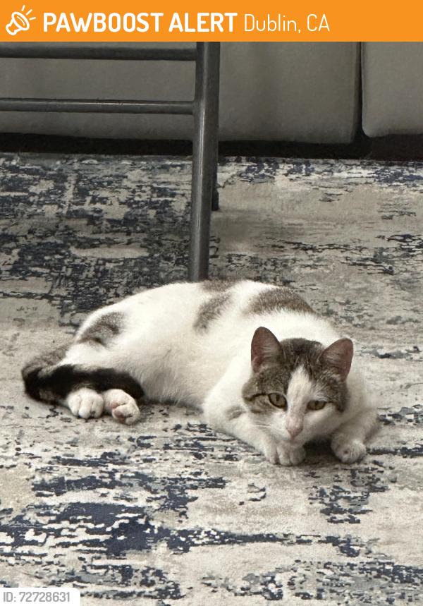 Found/Stray Female Cat last seen Shadow hill dr, Dublin, CA 94568