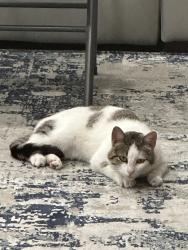 Found/Stray Female Cat last seen Shadow hill dr, Dublin, CA 94568