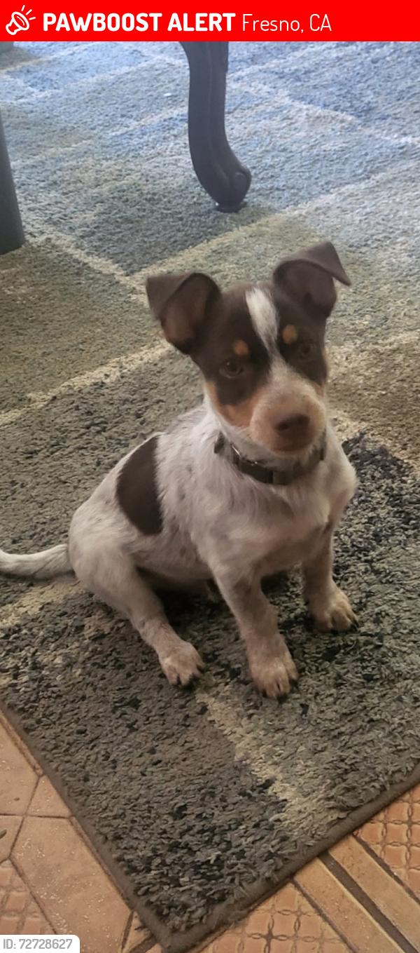 Lost Male Dog last seen Cornelia & Shields , Fresno, CA 93722