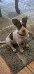 Lost Male Dog last seen Cornelia & Shields , Fresno, CA 93722