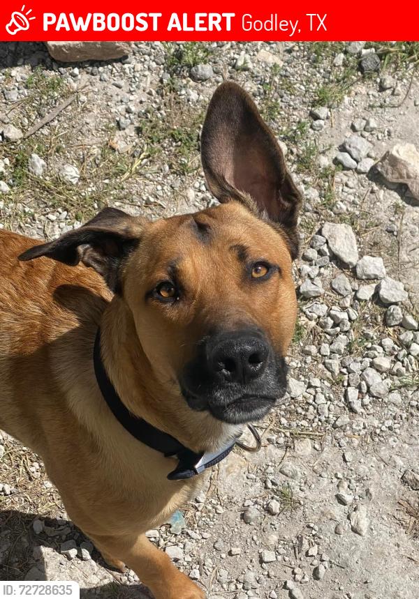 Lost Male Dog last seen unknown , Godley, TX 76044