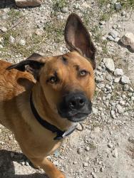 Lost Male Dog last seen unknown , Godley, TX 76044