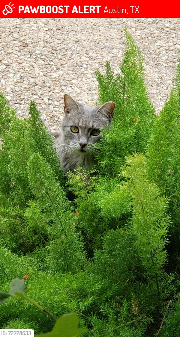 Lost Female Cat last seen Guadalupe and Nelray, Austin, TX 78751