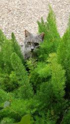 Lost Female Cat last seen Guadalupe and Nelray, Austin, TX 78751
