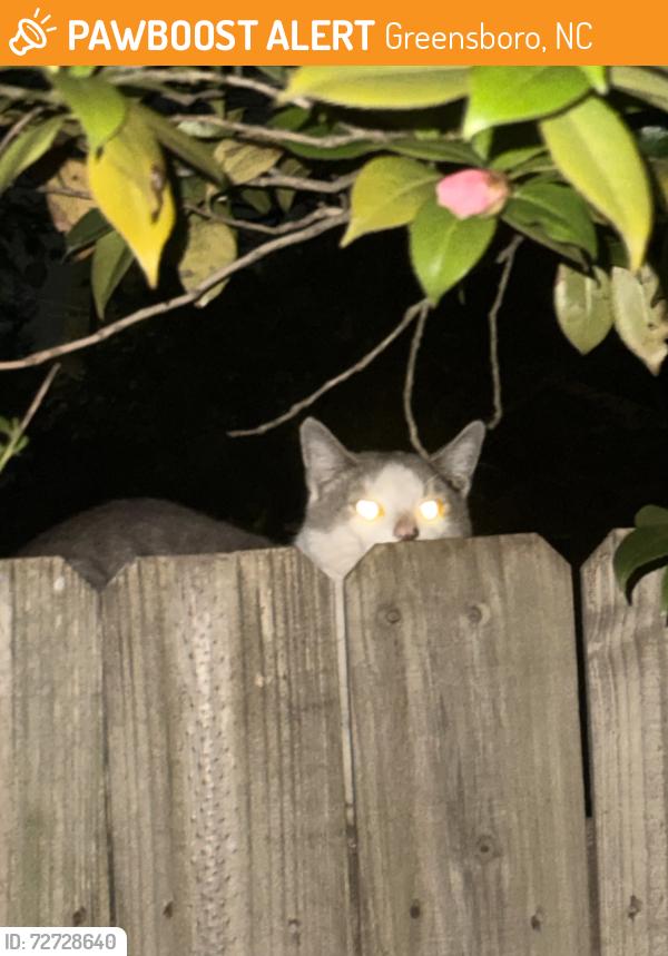 Found/Stray Unknown Cat last seen Kery Dr, martinsville rd, Greensboro, NC 27408
