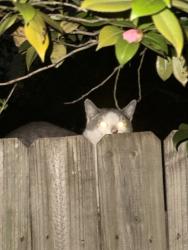 Found/Stray Unknown Cat last seen Kery Dr, martinsville rd, Greensboro, NC 27408
