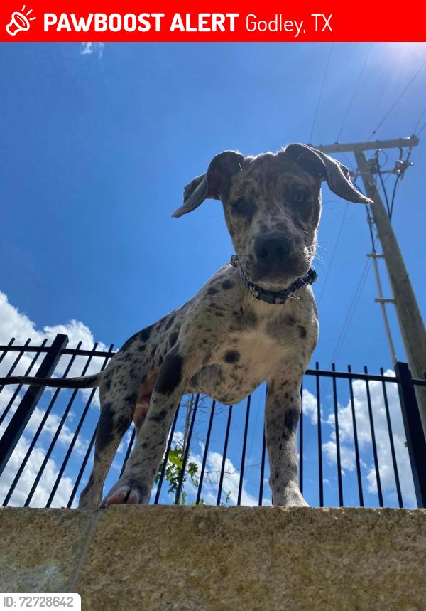Lost Male Dog last seen unknown, Godley, TX 76044