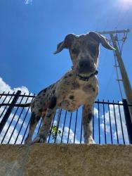 Lost Male Dog last seen unknown, Godley, TX 76044