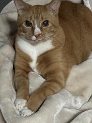 Lost Male Cat last seen Connecticut and Wright, Lakewood, CO 80228