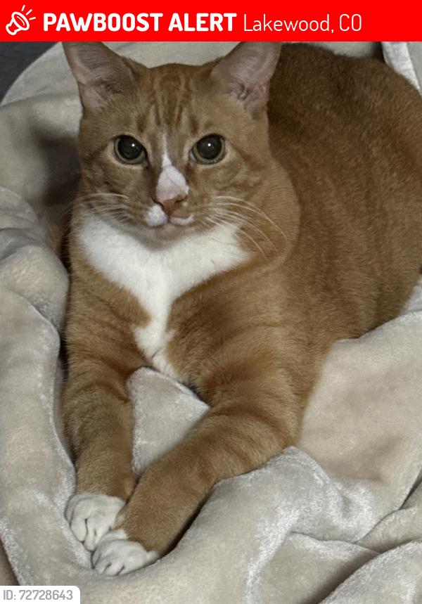 Lost Male Cat last seen Connecticut and Wright, Lakewood, CO 80228