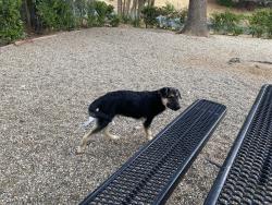Lost Male Dog last seen we were having my car checked do was leaking coolant and almost explode he got scared he ran and came back same spot went look for him he came got lostt, Fairfield, CA 94533