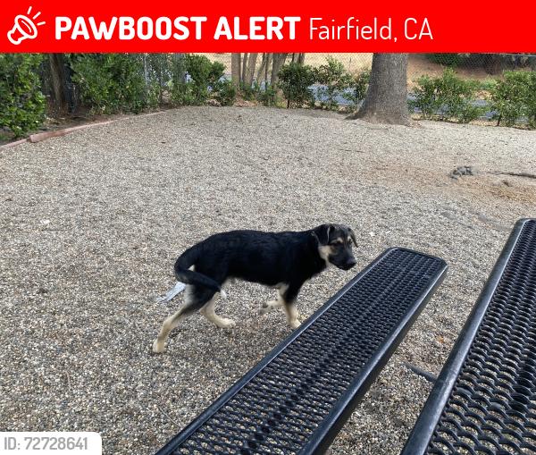 Lost Male Dog last seen we were having my car checked do was leaking coolant and almost explode he got scared he ran and came back same spot went look for him he came got lostt, Fairfield, CA 94533