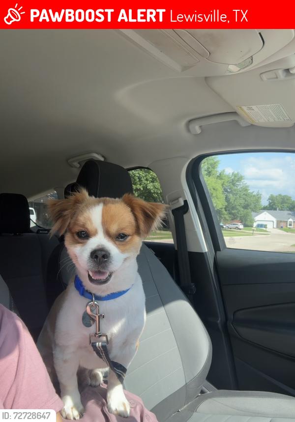 Lost Male Dog last seen lewisville tx, Lewisville, TX 75057