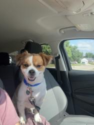 Lost Male Dog last seen lewisville tx, Lewisville, TX 75057
