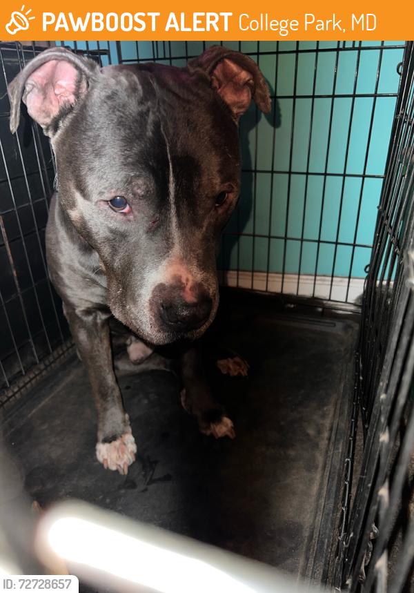 Found/Stray Male Dog last seen Berwyn park, College Park, MD 20740