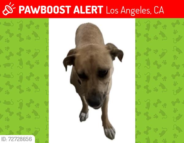 Lost Female Dog last seen Stagg Street, Los Angeles, CA 91306