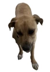 Lost Female Dog last seen Stagg Street, Los Angeles, CA 91306