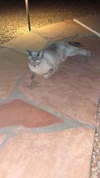 Found/Stray Male Cat last seen Tatum and grovers, Phoenix, AZ 85032