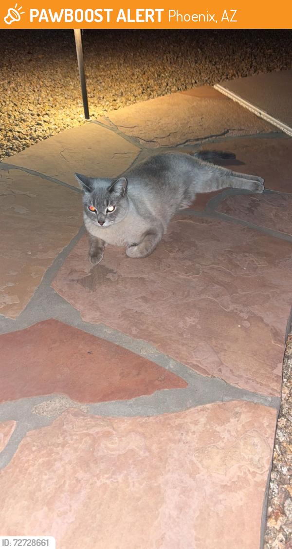 Found/Stray Male Cat last seen Tatum and grovers, Phoenix, AZ 85032