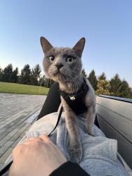Lost Male Cat last seen CESARA dr mulberry fl, Polk County, FL 33860