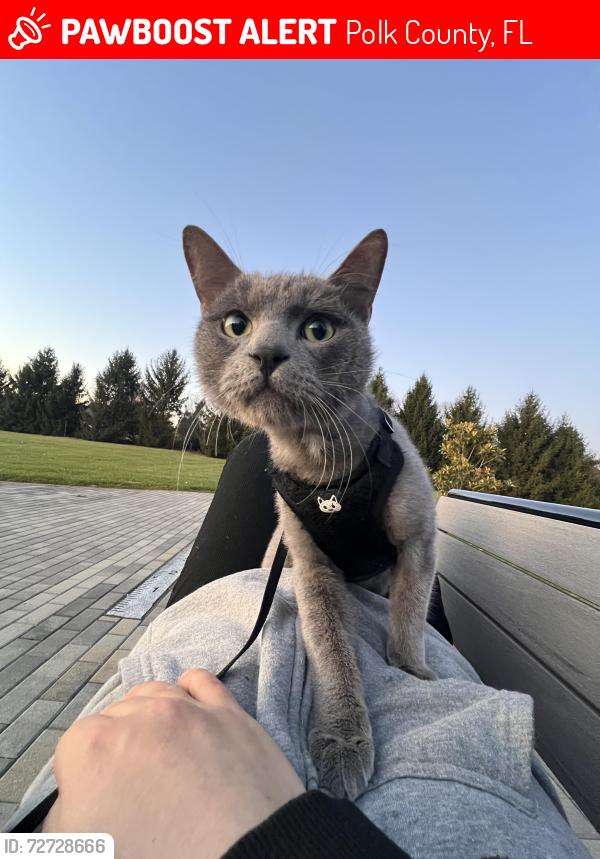 Lost Male Cat last seen CESARA dr mulberry fl, Polk County, FL 33860