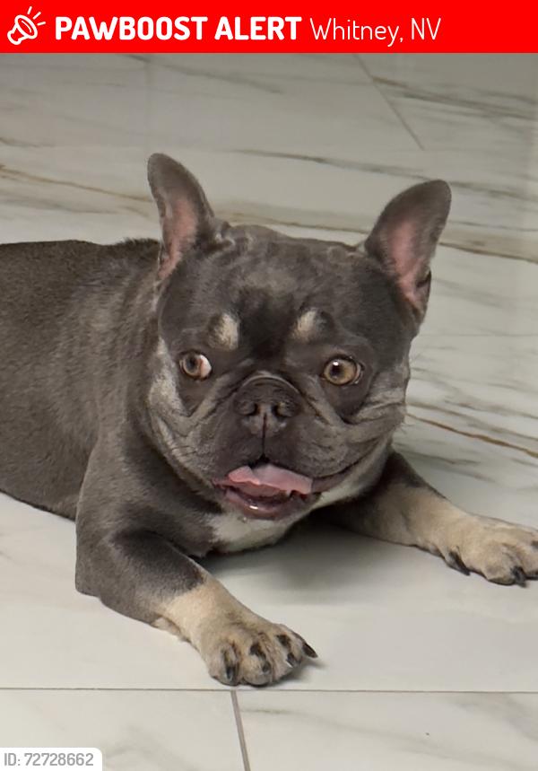Lost Female Dog last seen Desert Inn & Theme Rd, Whitney, NV 89122