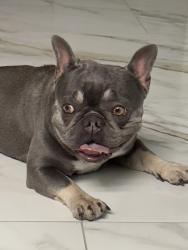 Lost Female Dog last seen Desert Inn & Theme Rd, Whitney, NV 89122