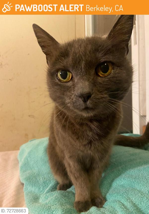 Found/Stray Female Cat last seen Golden Gate Field, Albany, CA, Berkeley, CA 94710