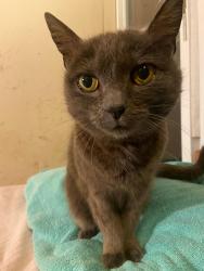 Found/Stray Female Cat last seen Golden Gate Field, Albany, CA, Berkeley, CA 94710