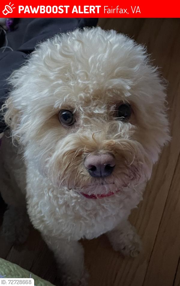 Lost Male Dog last seen Scott dr, Fairfax, VA 22030, Fairfax, VA 22030