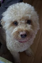 Lost Male Dog last seen Scott dr, Fairfax, VA 22030, Fairfax, VA 22030