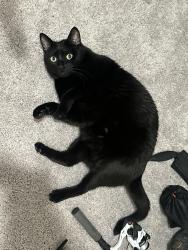 Lost Male Cat last seen Trails of culebra , San Antonio, TX 78253