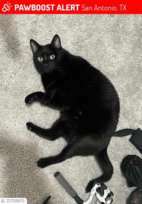 Lost Male Cat last seen Trails of culebra , San Antonio, TX 78253