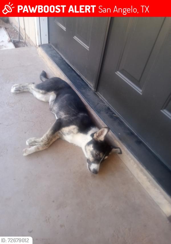 Lost Female Dog last seen Paint Rock Road, San Angelo, TX 76902