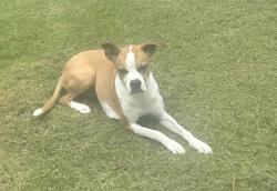 Lost Female Dog last seen Macland Rd. And HWY 92 by Chevron , Hiram, GA 30141