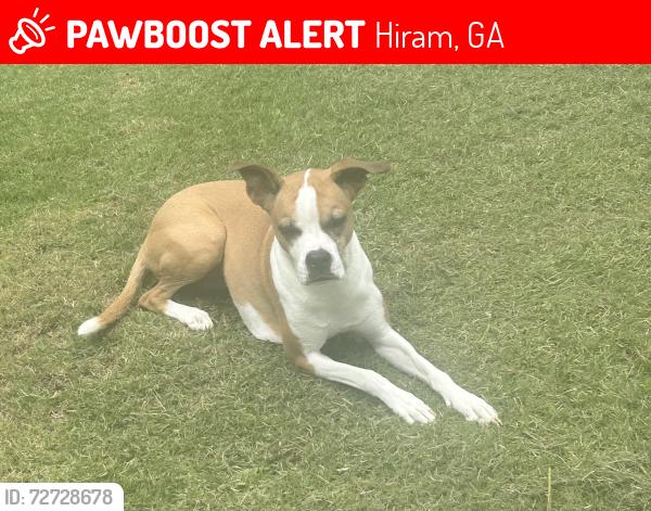 Lost Female Dog last seen Macland Rd. And HWY 92 by Chevron , Hiram, GA 30141