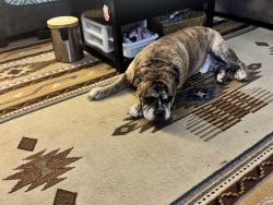 Lost Male Dog last seen 69th W. Acacia Street, Milwaukee, WI 53223