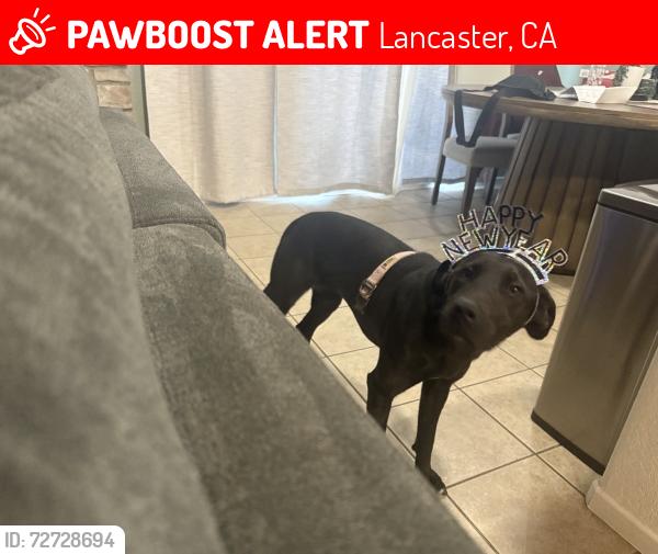 Lost Female Dog last seen 35th St East and Ave I, Lancaster, CA 93535