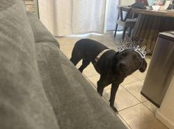 Lost Female Dog last seen 35th St East and Ave I, Lancaster, CA 93535